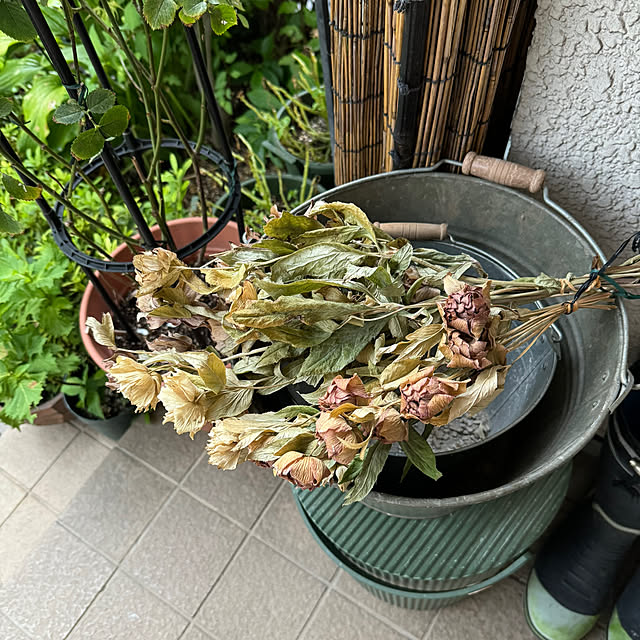 mamizaさんの部屋