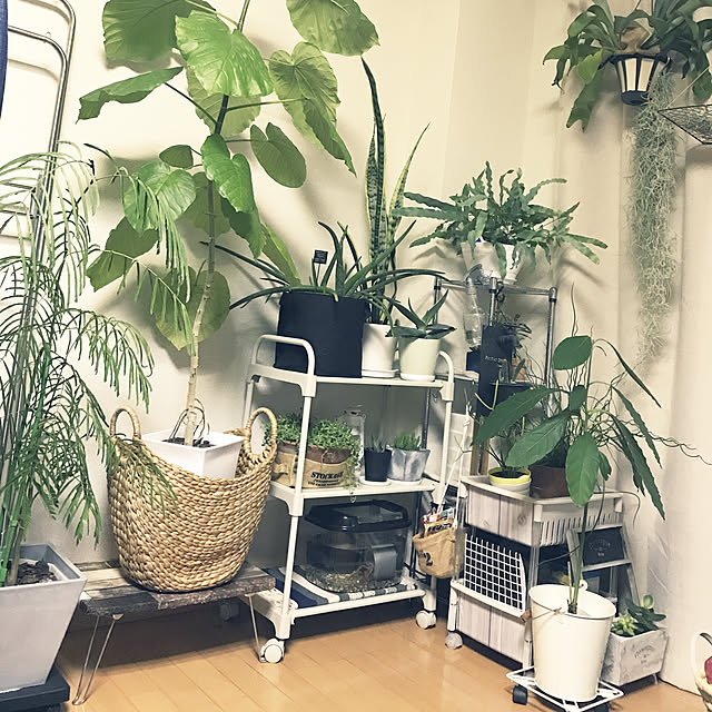 powakyonさんの実例写真