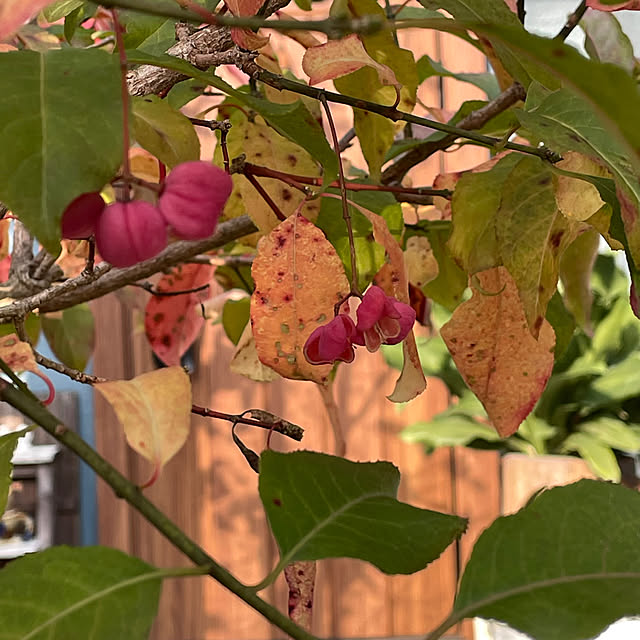 nobikoさんの部屋