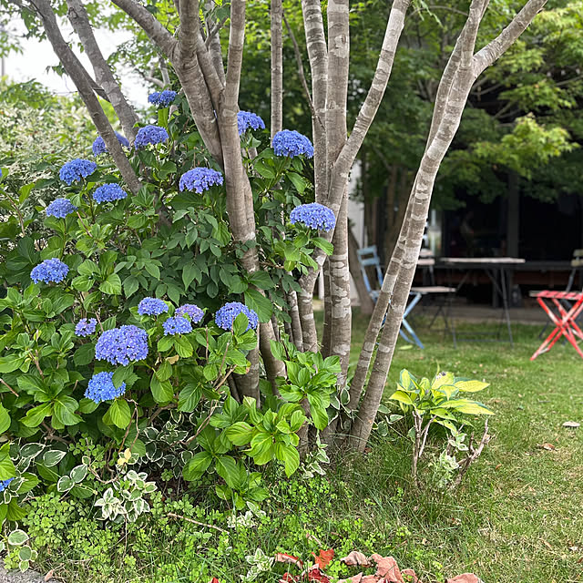 Erikoさんの部屋