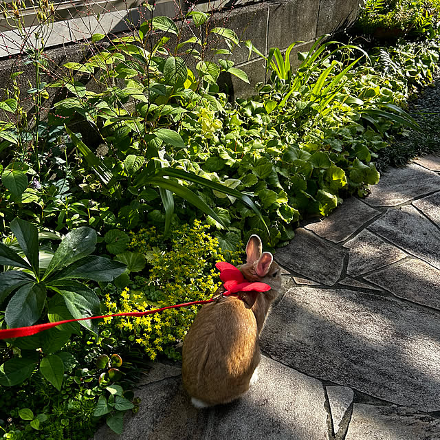portulacaさんの部屋