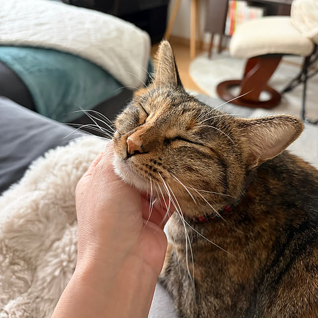 chiiさんの実例写真