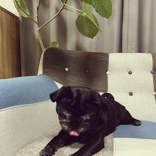 megchoco28さんの実例写真