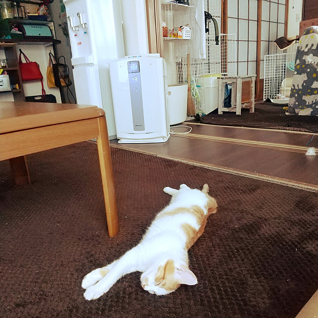Mikaさんの実例写真