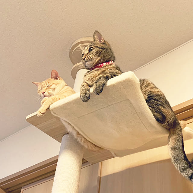 chiiさんの実例写真