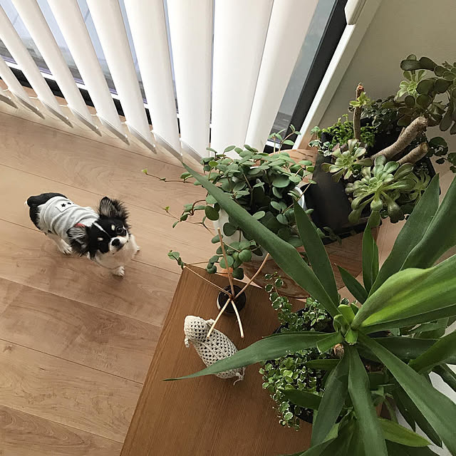 kao0830さんの実例写真