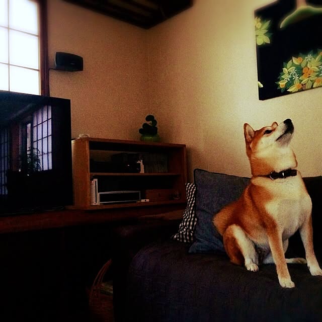 nicoさんの実例写真