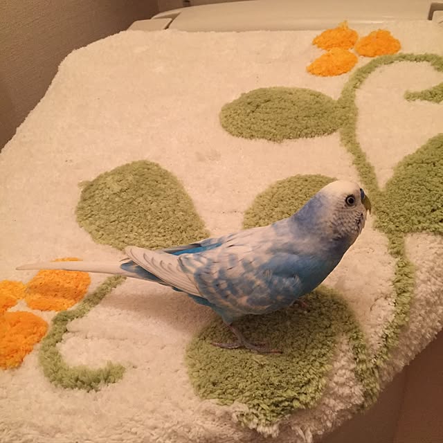 toratanさんの実例写真