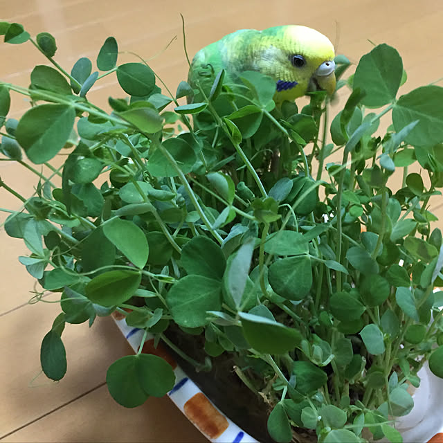 toratanさんの実例写真