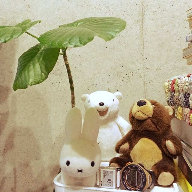 ojarumaruさんの実例写真