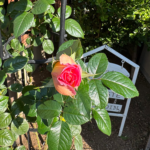 RoseLife5818さんの実例写真