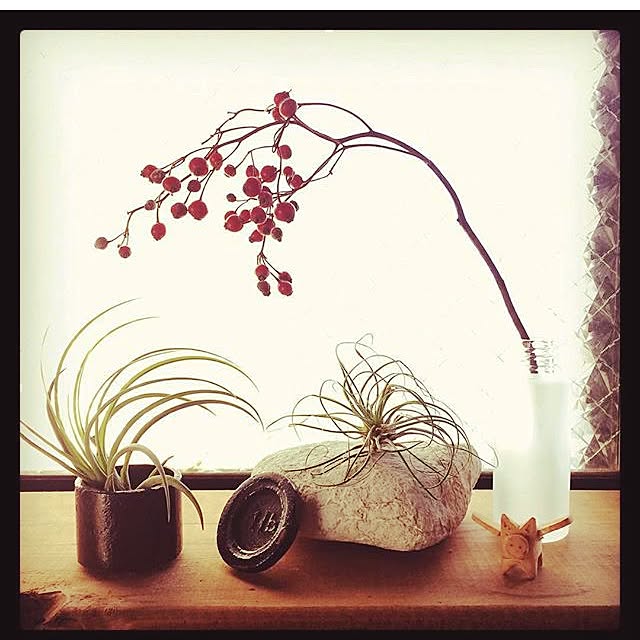 壁/天井/エアープランツ/窓/観葉植物のインテリア実例 - 2017-01-28 20:38:55