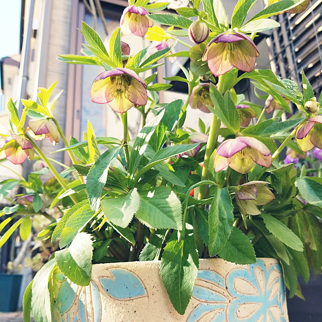 mimi828さんの実例写真