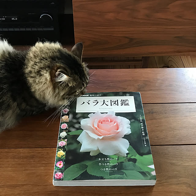sakurasakuさんの実例写真