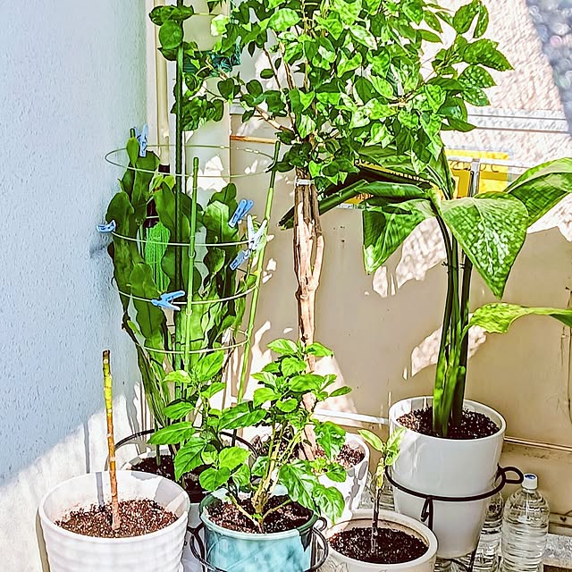 hanachanさんの部屋