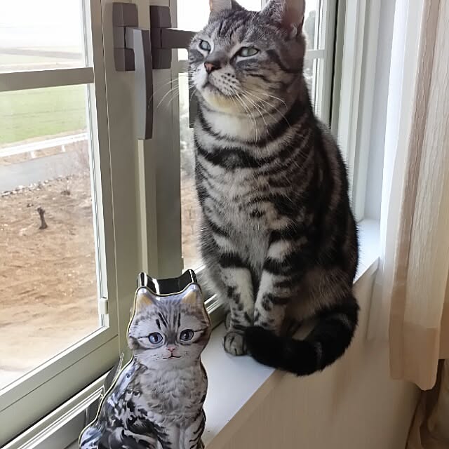 joiedevivreさんの実例写真