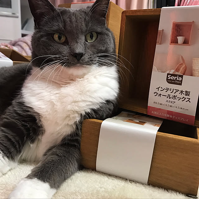 yawarakacatさんの実例写真