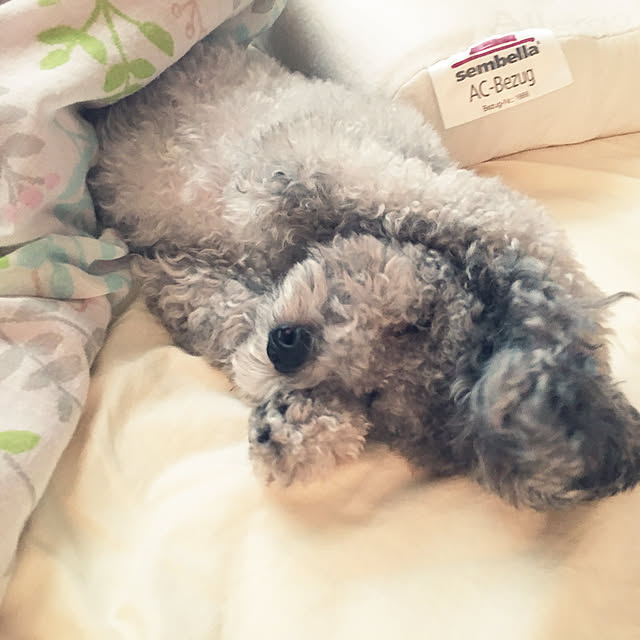 meguko.ryanさんの実例写真