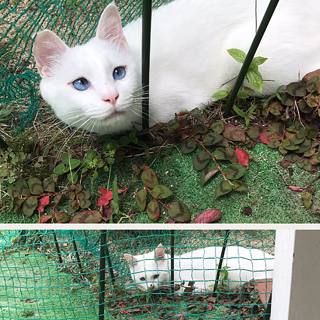 nyanko-beamさんの実例写真