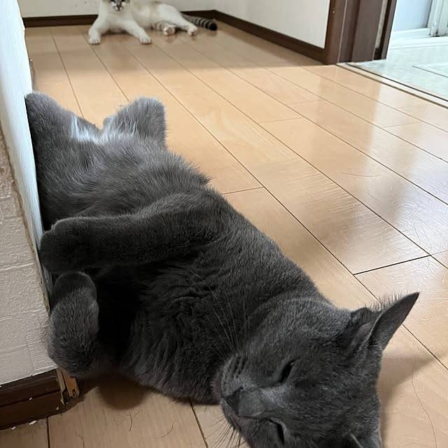 nekoさんの実例写真