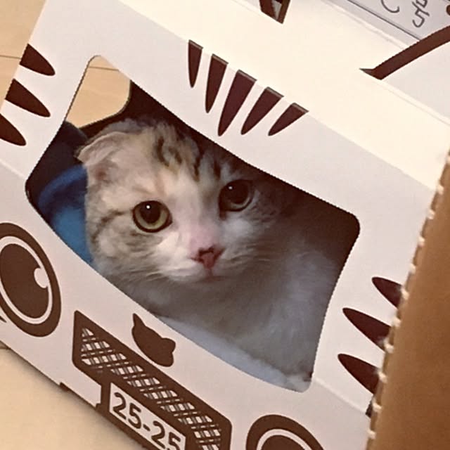 yokkochanさんの実例写真