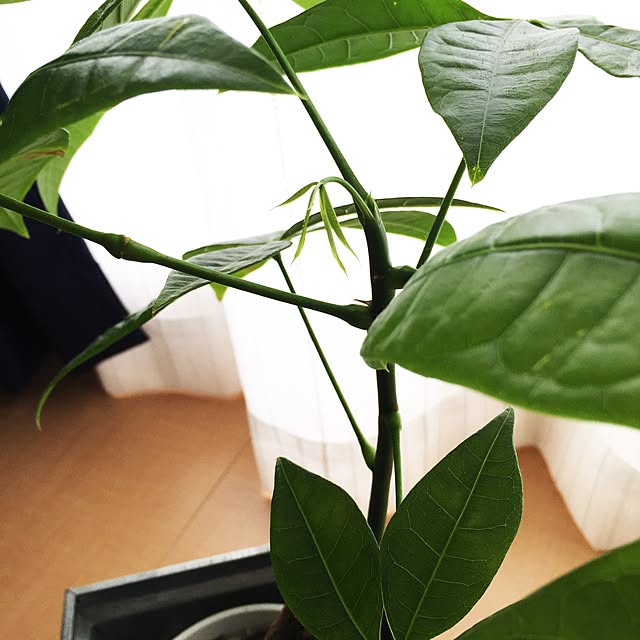 MAKIさんの実例写真
