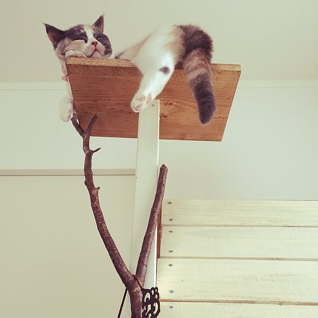 bambi_eyeさんの実例写真