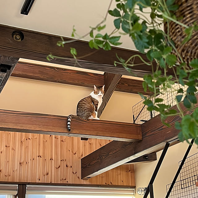 aobahahaさんの実例写真