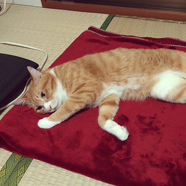 jabo_222さんの実例写真