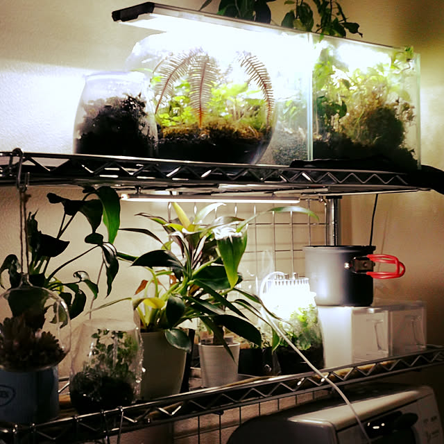 棚/観葉植物のインテリア実例 - 2018-08-20 00:53:54