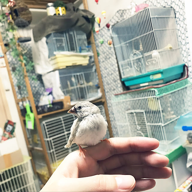 棚のインテリア実例 - 2018-01-03 18:10:23