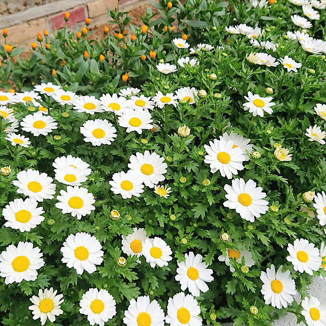 fukufukuさんの実例写真