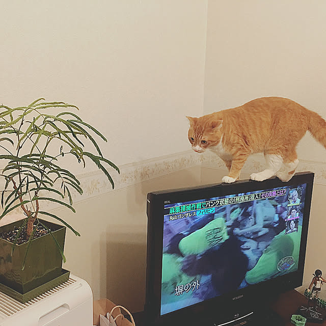 jabo_222さんの実例写真