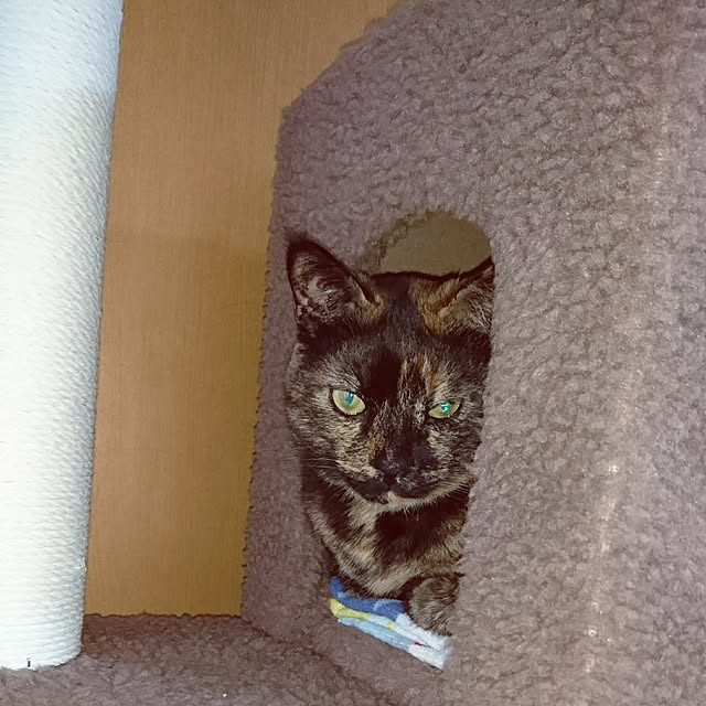 H23さんの実例写真