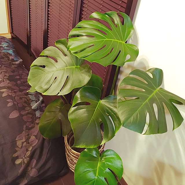 ikkaさんの実例写真