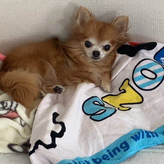 koroさんの部屋