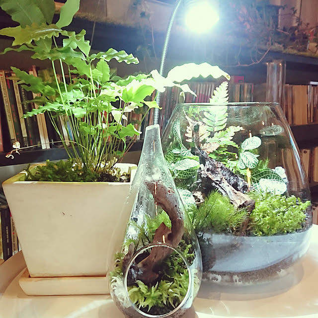 GEKKOSANさんの実例写真