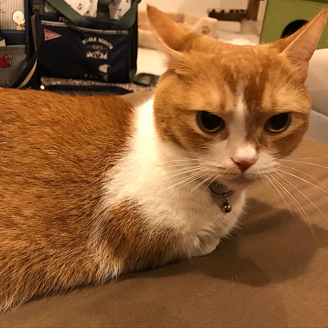 KotarouKunさんの実例写真