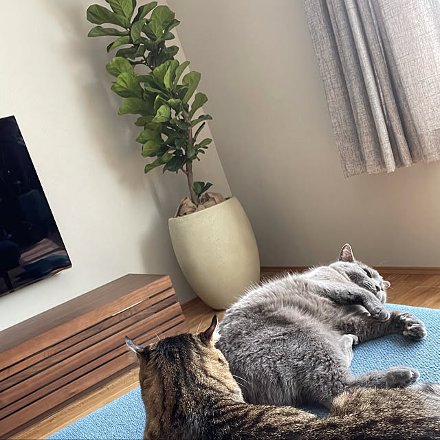 tomo_ppgさんの実例写真