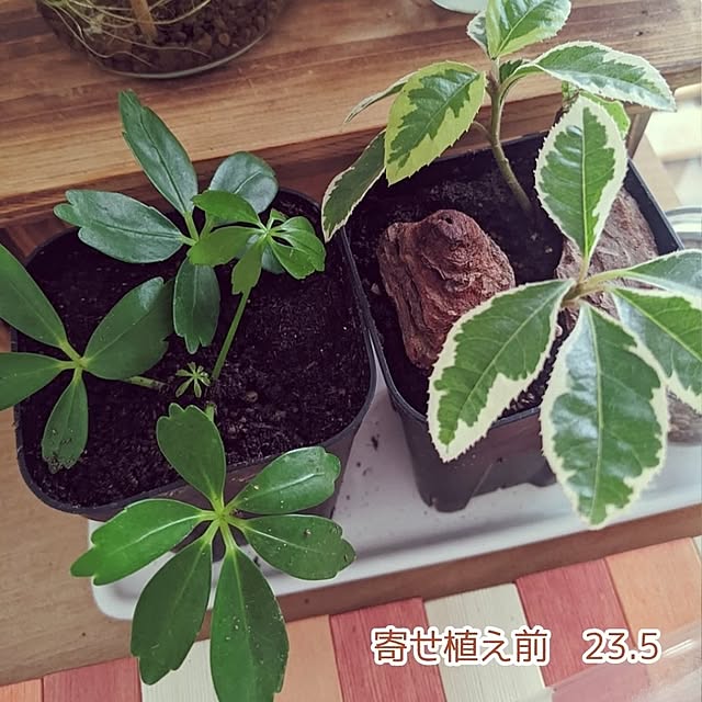 mi-saさんの部屋