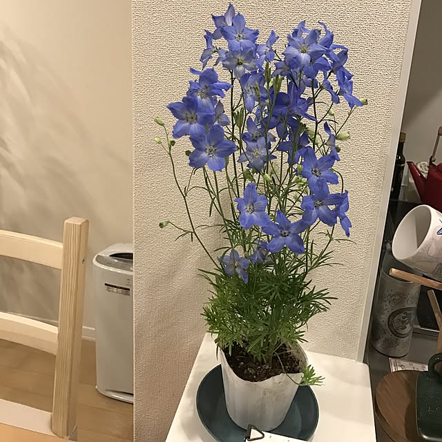 saopiさんの実例写真