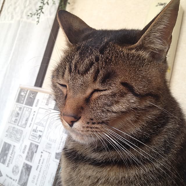 shigimiさんの実例写真