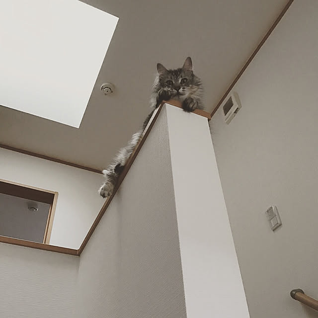 miiさんの実例写真