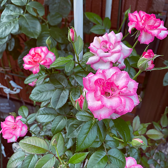 RoseLife5818さんの実例写真