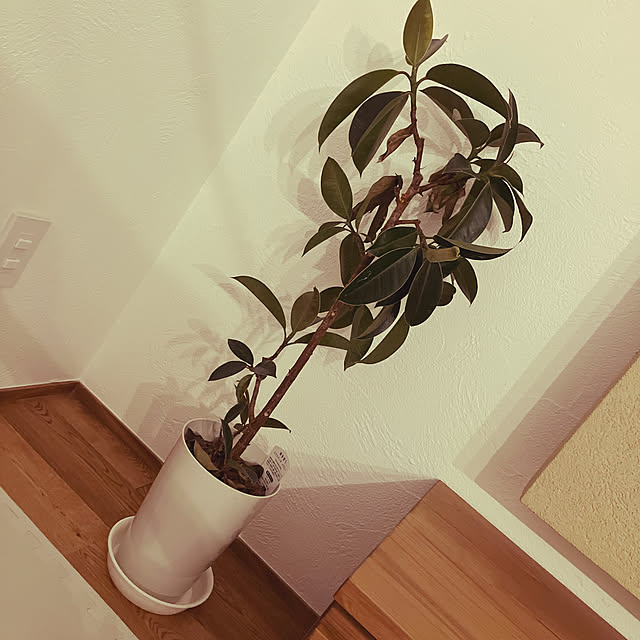 micaさんの実例写真