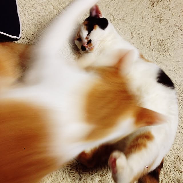 Kinanさんの実例写真