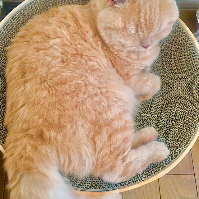 naokoさんの実例写真