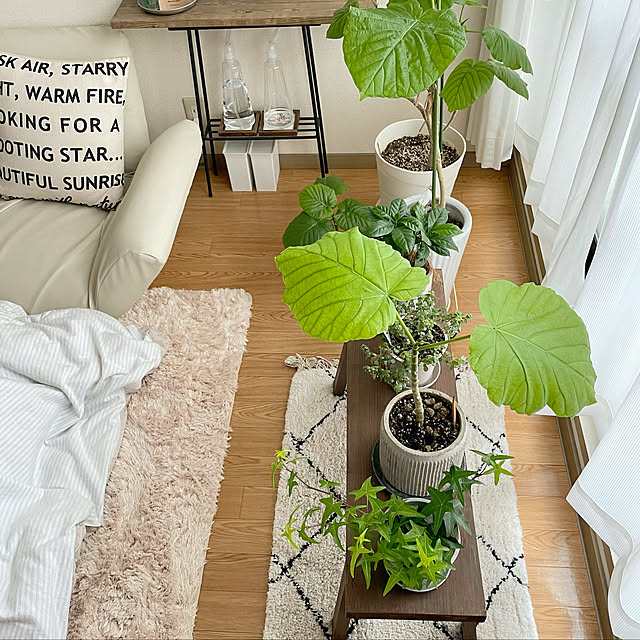 ウンベラータ/グリーンのある暮らし/観葉植物のある暮らし/観葉植物/癒しセット...などのインテリア実例 - 2021-02-14 20:16:41