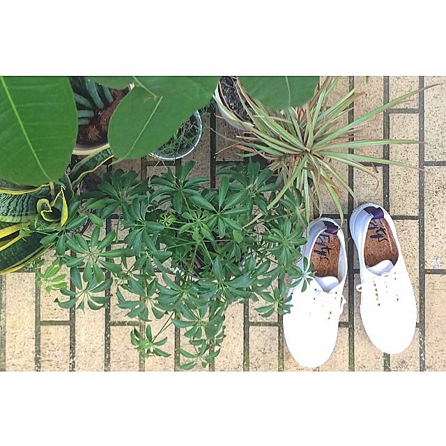 SHINYAKURAOKAさんの実例写真