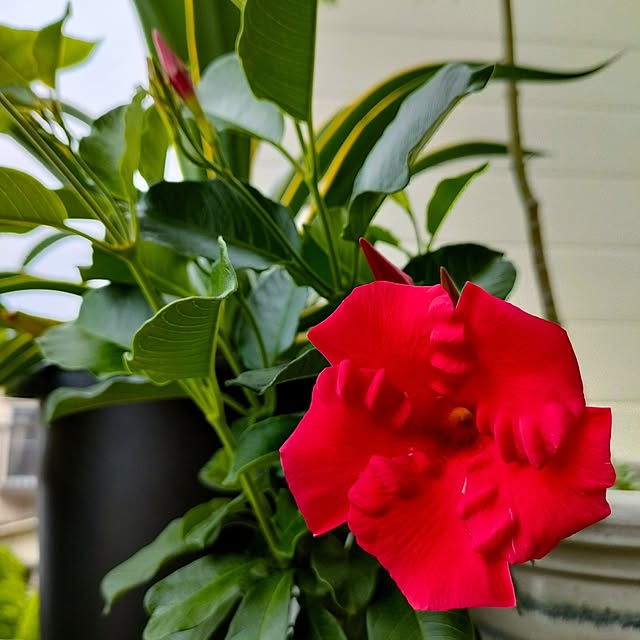 VERANDARJUNさんの実例写真